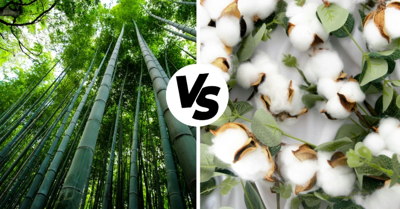 Bamboo vs cotton: tall green bamboo forest next to white cotton flower close-up, split comparison. Left image: Eleonora Albasi, right: Kristen Plastique, Unsplash.